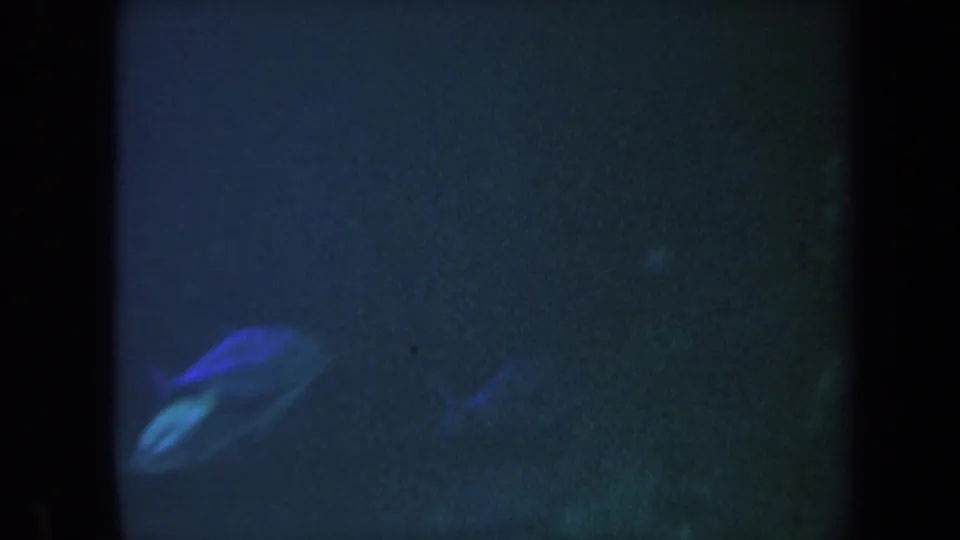 Small blue fish crosses a dim underwater 8mm frame, with soft focus, heavy grain, and dark edges from the film scan.