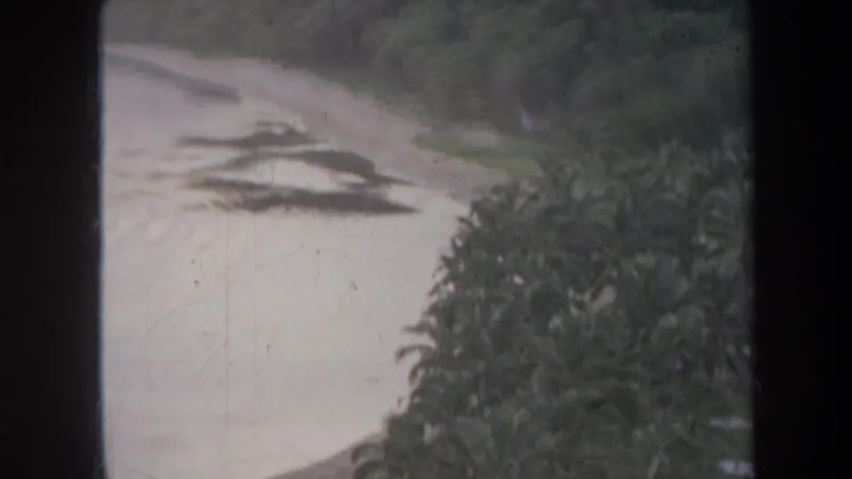 1967 Honolulu beach frame showing surf, sand, and a dense cluster of palms through soft, scratched 8mm film.