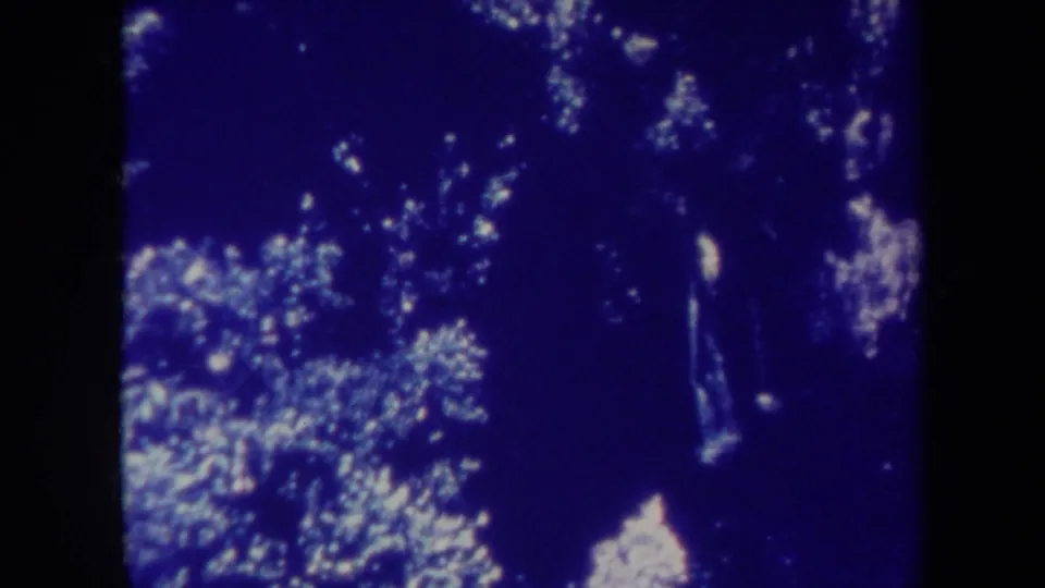 Blue-shifted 8mm frame showing dense trees and bright foliage, likely from the same Honolulu home-movie reel.