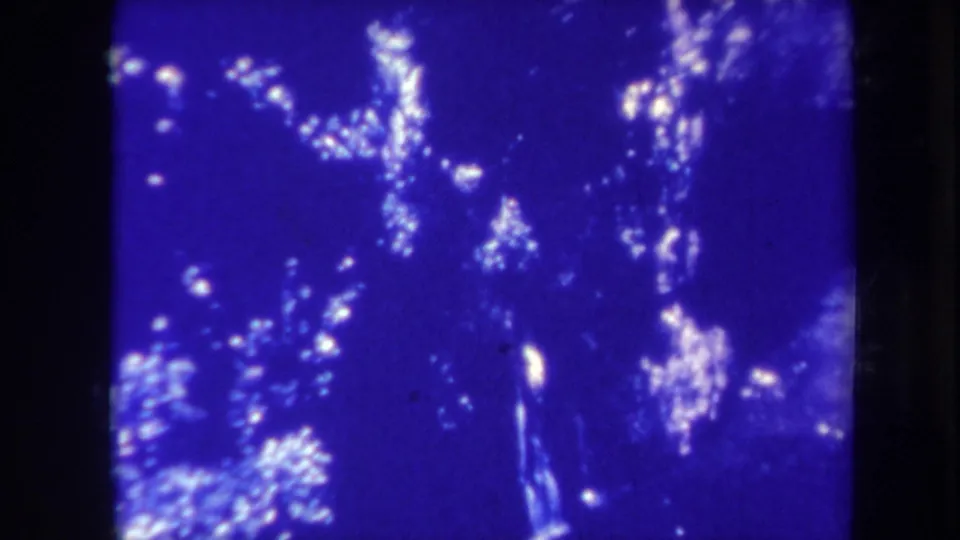 Blue-tinted 8mm view of trees and dappled light, with soft focus and visible film wear.