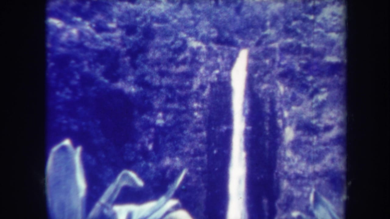 1967 Honolulu home-movie frame showing a bright waterfall and dense forest partly obscured by broad foreground leaves.
