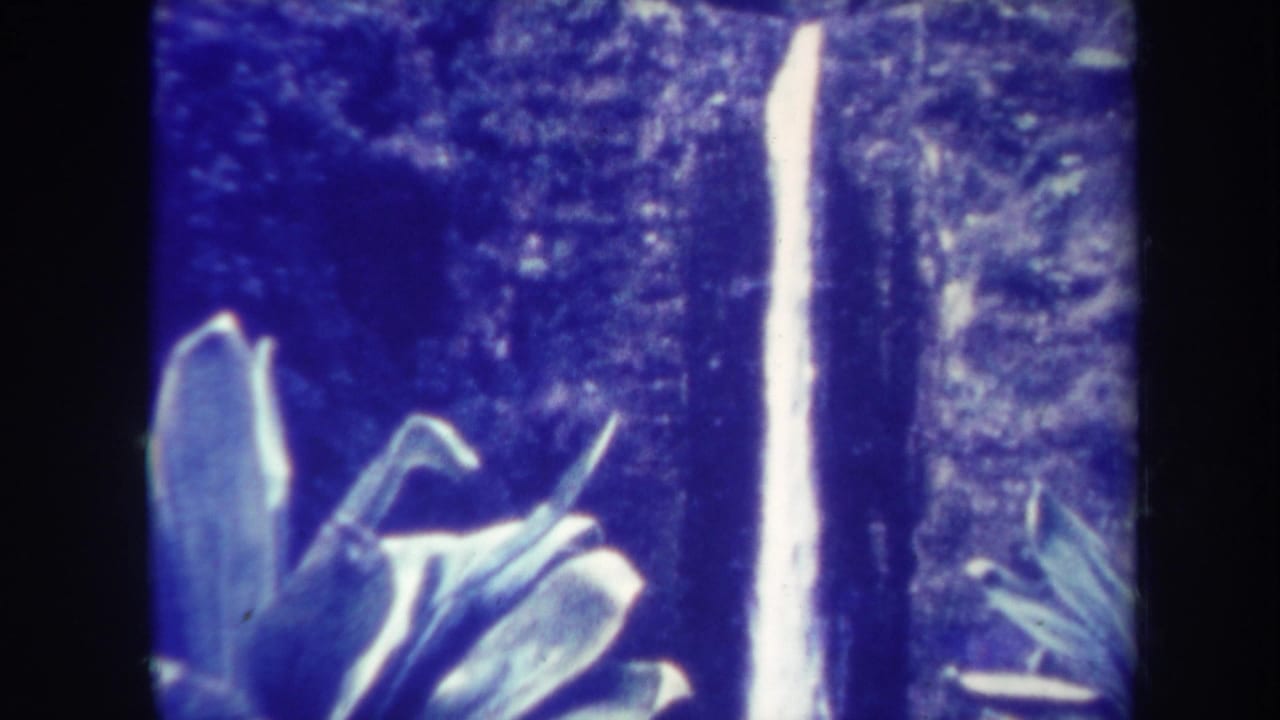 Waterfall and tropical plants framed by dark 8mm film borders.