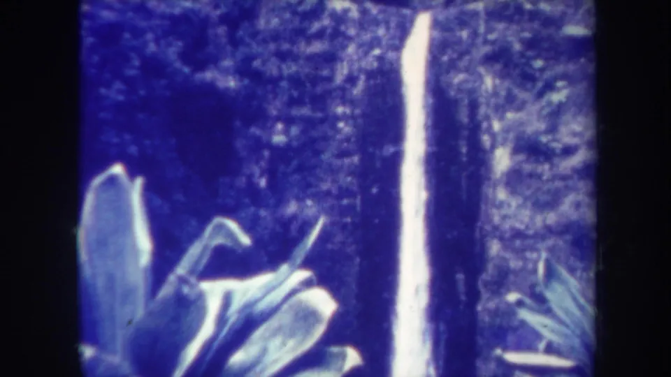 Blue-shifted 1967 Honolulu travel frame with a vertical waterfall, forested cliff, and broad tropical leaves in front.
