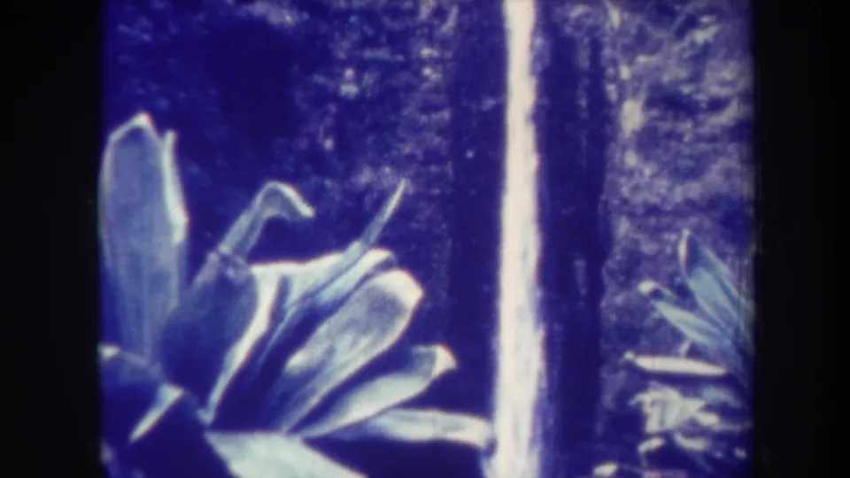 1967 Honolulu 8mm frame with large foreground leaves, a bright narrow waterfall, and shadowed tropical forest.