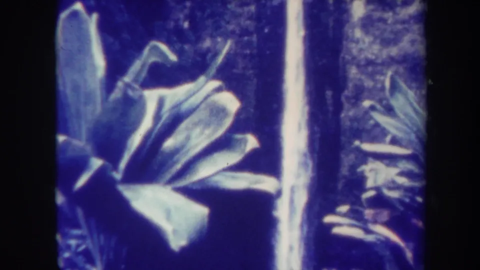 Blue-toned 1967 Honolulu home-movie frame showing a tall waterfall bordered by tropical plants and dark 8mm edges.