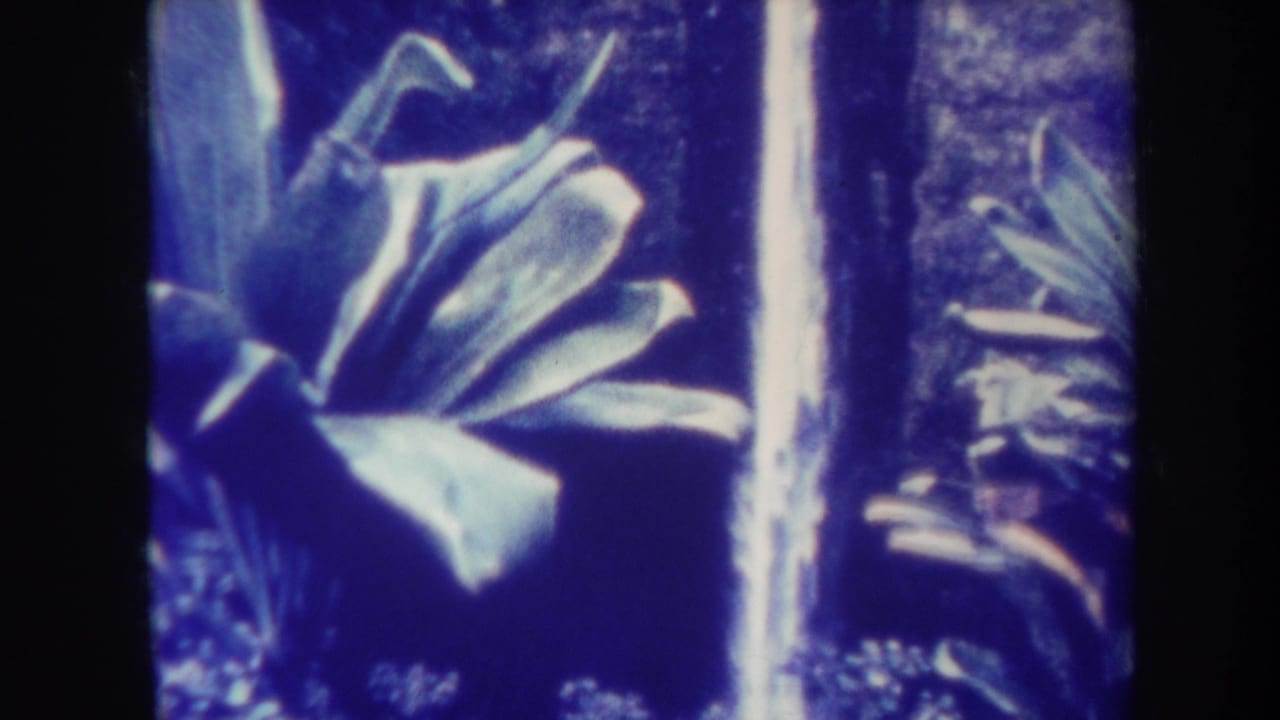 1967 Honolulu home-movie frame showing a large tropical plant near a bright vertical waterfall and shaded greenery.