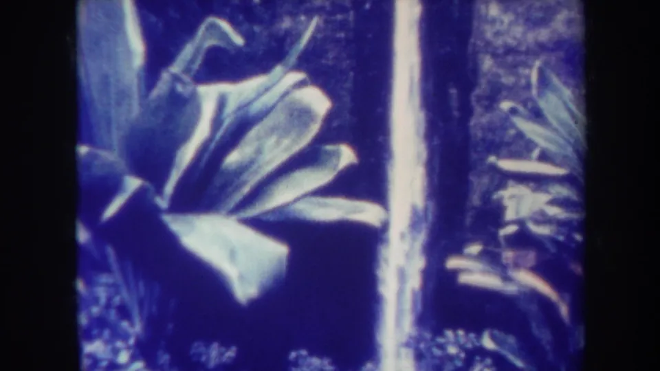 1967 Honolulu home-movie frame showing a large tropical plant near a bright vertical waterfall and shaded greenery.