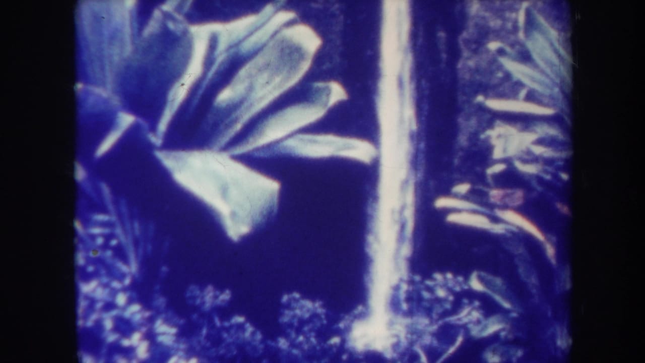 Tropical plant and waterfall repeated in a blue-tinted film frame.