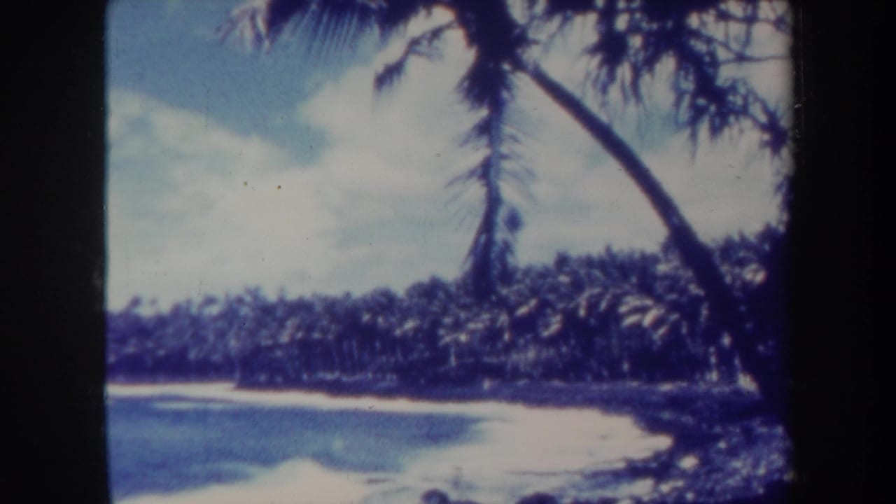 Palm-lined beach and blue water seen beneath a leaning palm on a sunny day.