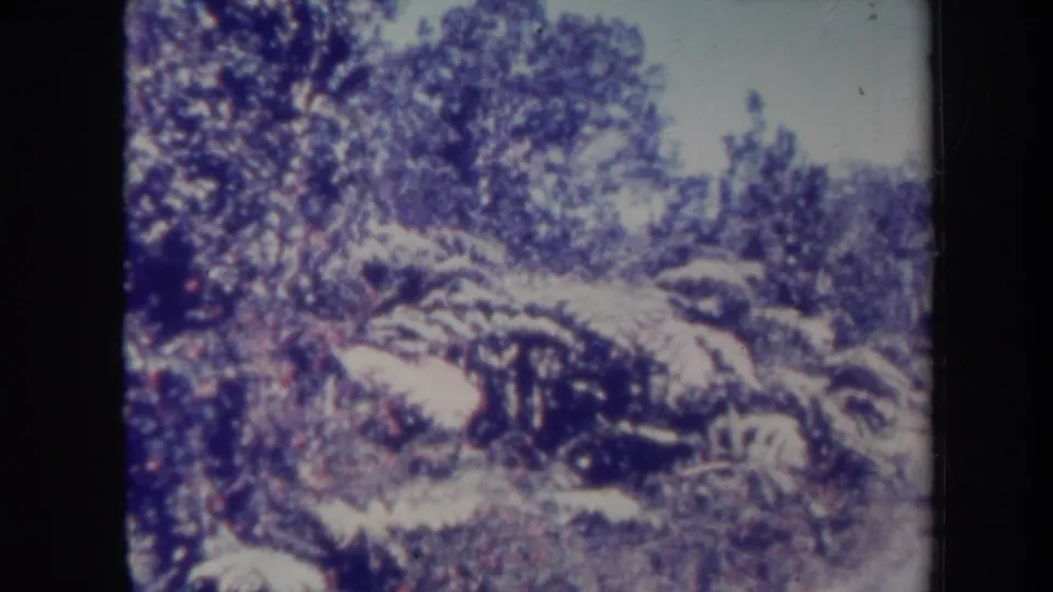 1967 Honolulu home-movie frame shifts from shoreline to dense tropical foliage and palm fronds in soft 8mm color.