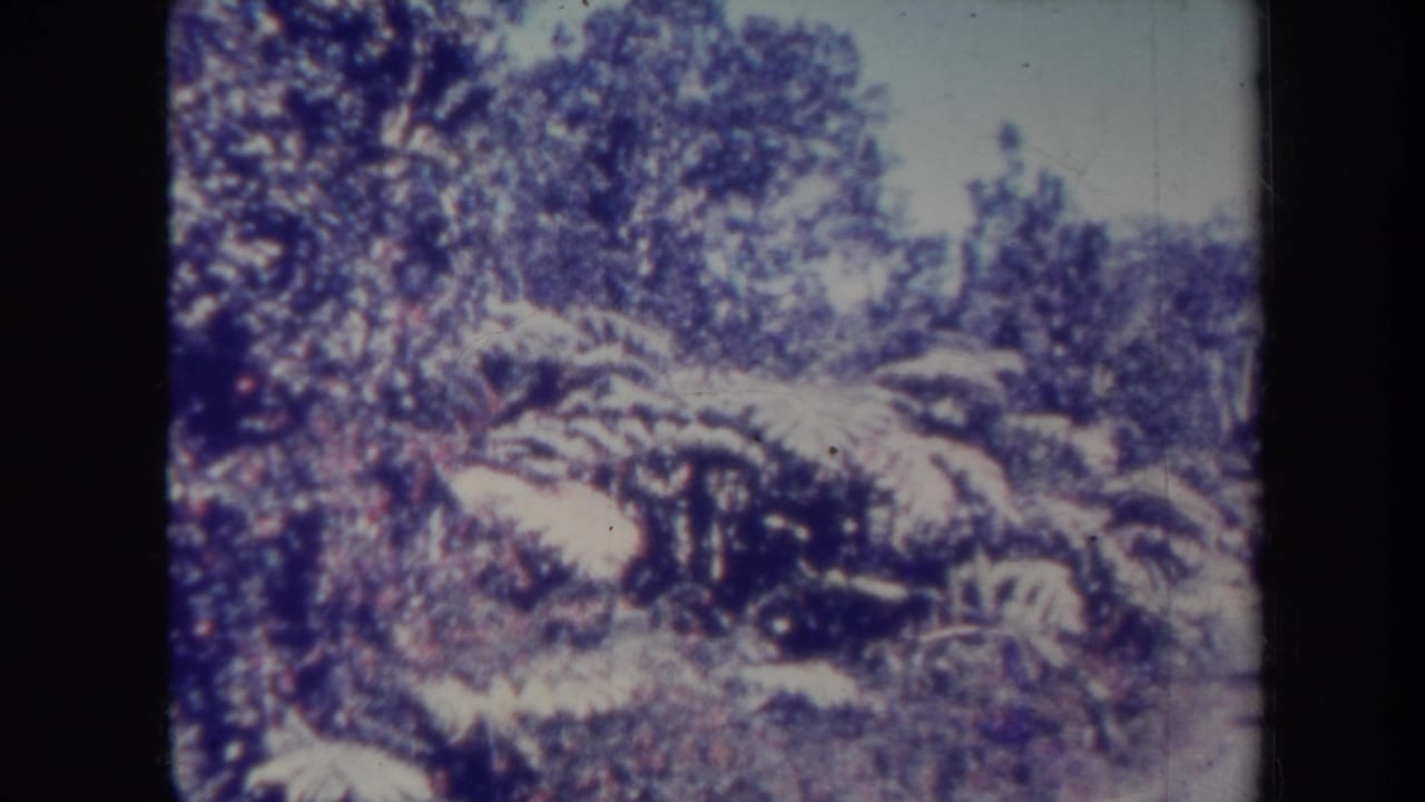 1967 Honolulu home-movie frame showing dense roadside vegetation and ferns growing close to a narrow paved road.