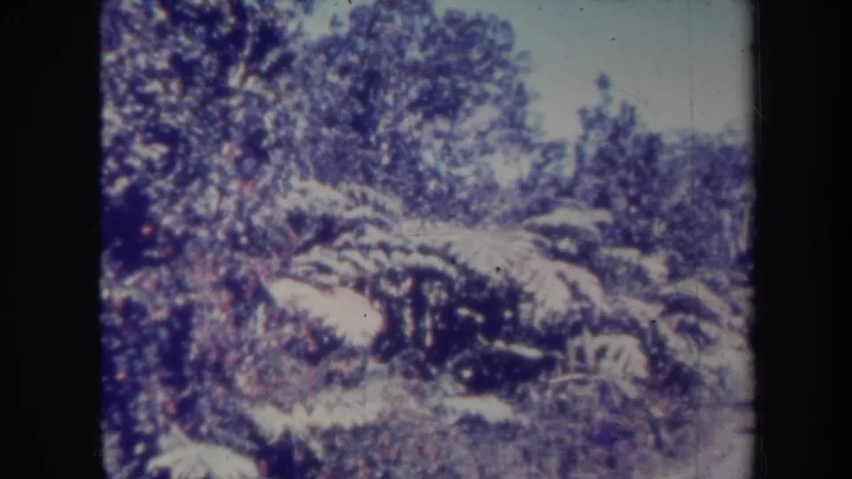 1967 Honolulu home-movie frame showing dense roadside vegetation and ferns growing close to a narrow paved road.