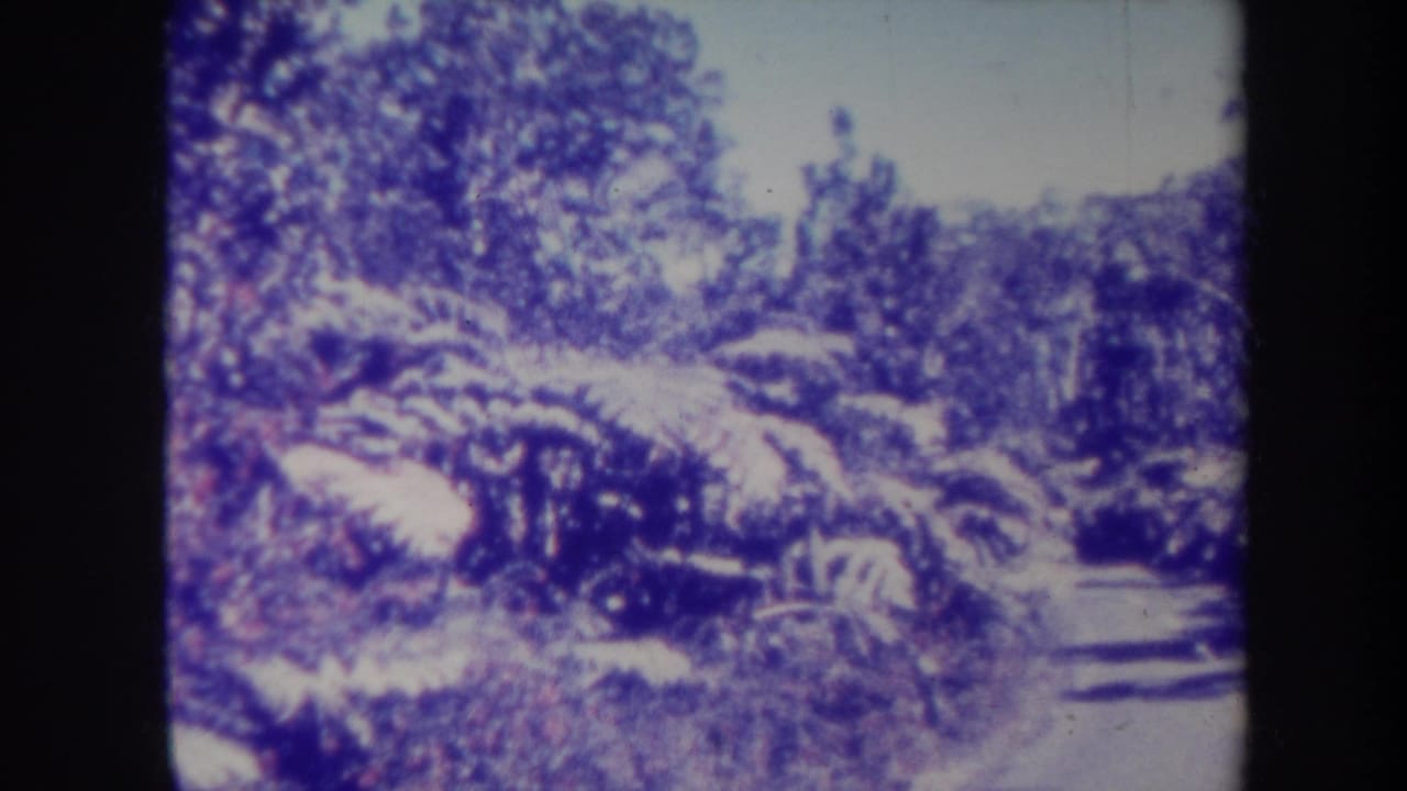 Road curves past thick roadside vegetation, ferns, shrubs, trees, and shaded pavement.