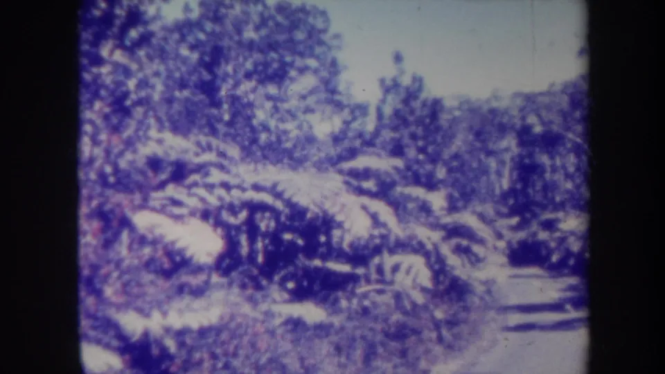 1967 Honolulu home-movie view of a narrow road edged by lush tropical ferns and overgrown roadside plants.