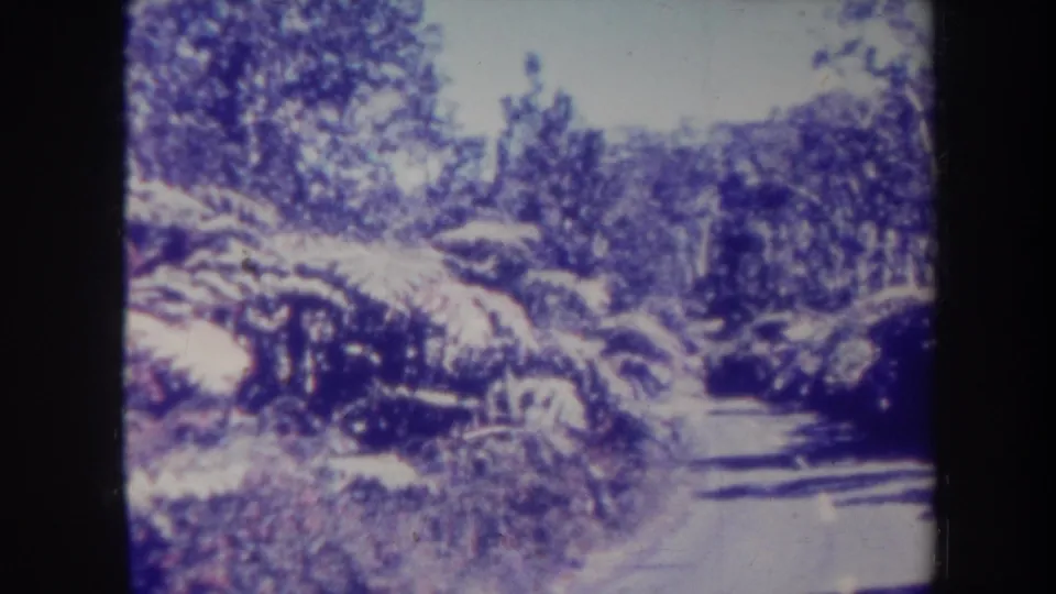 1967 Honolulu footage frame looking down a quiet paved road lined with heavy tropical vegetation and ferns.