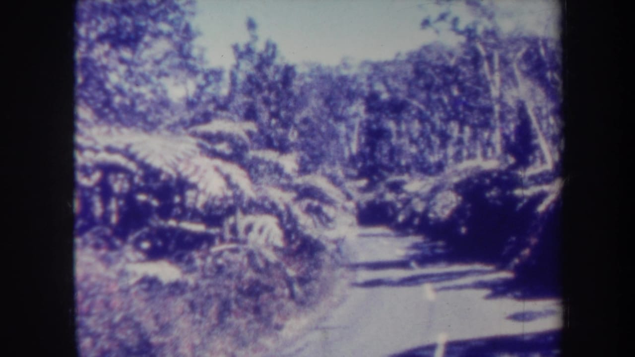 1967 Honolulu-area 8mm frame with a narrow road ahead, thick roadside plants, rock faces, and bright sunlight rendered in soft grain.