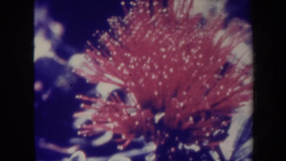 1967 Hawaii 8mm close-up of a red spiky flower with pale speckles against dark foliage and heavy film grain.