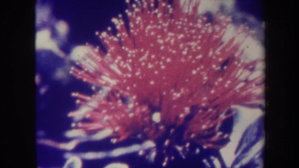 1967 Honolulu 8mm frame showing a red spiky flower close-up with white speckles and dark surrounding foliage.
