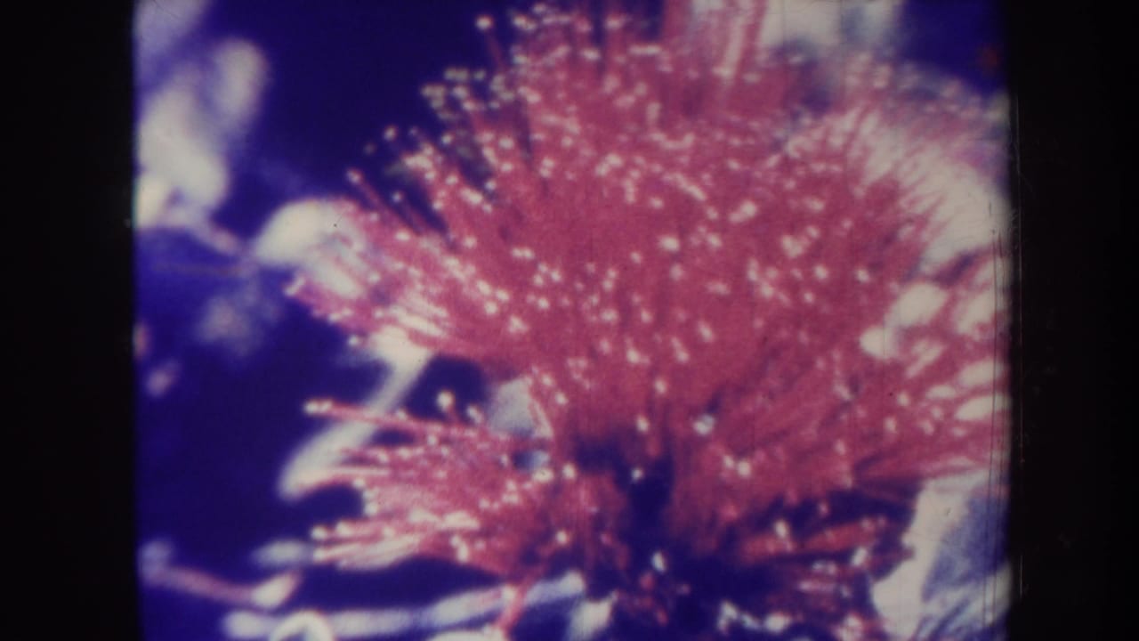 1967 Hawaii home-movie frame showing a soft pink flower close-up, dark 8mm frame edges, and aged blue-magenta color shift.