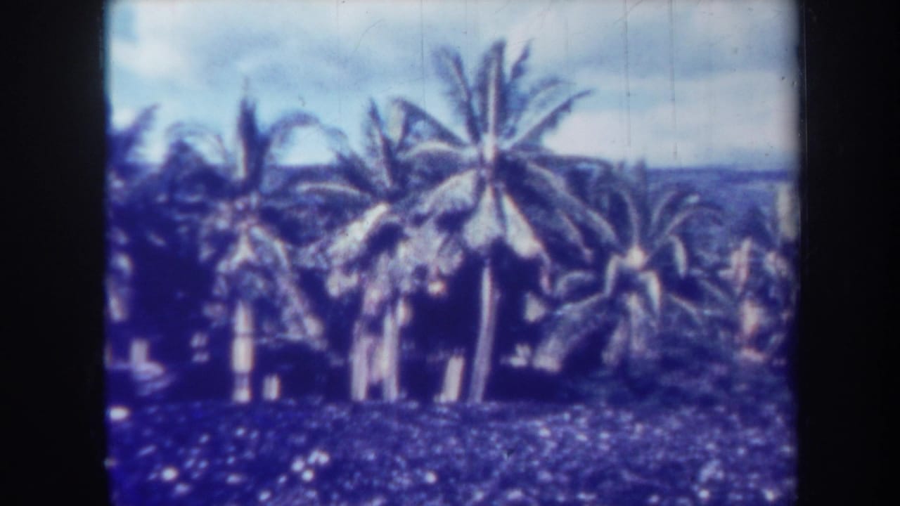 1967 Honolulu home-movie frame showing tall palms, low tropical growth, and blue sky with a strong blue film cast.