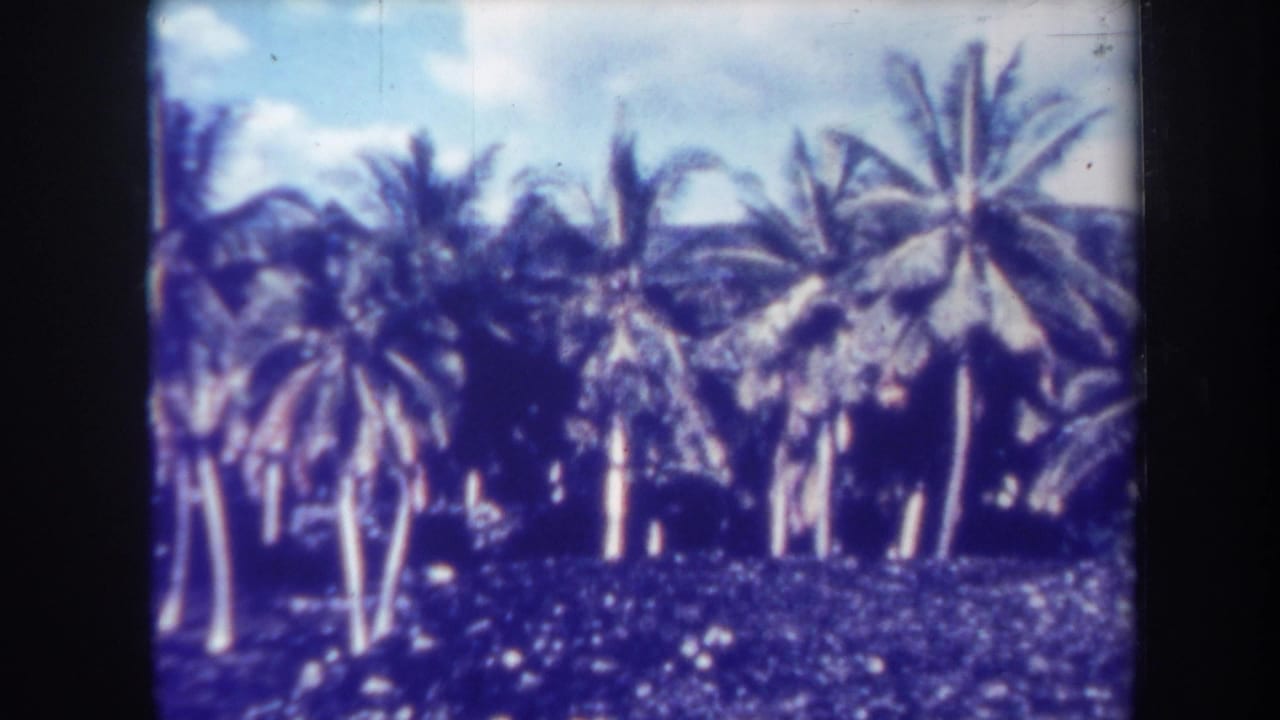 Cluster of tall palms above dense vegetation beneath a partly cloudy sky.