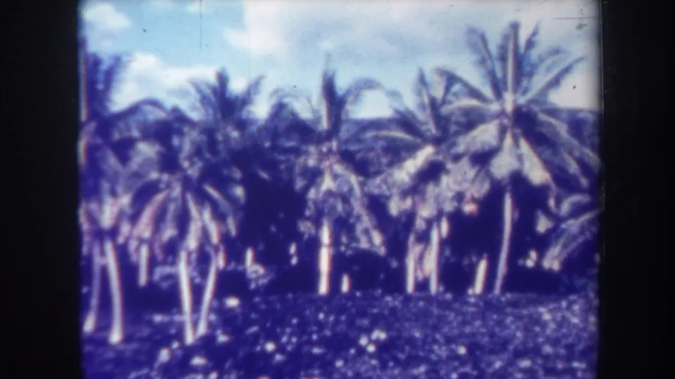 1967 Honolulu travel footage frame with multiple palm trunks and fronds against blue sky and clouds.
