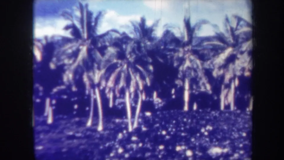 Honolulu 1967 home-movie frame showing several palms in a dense tropical landscape with visible 8mm softness.