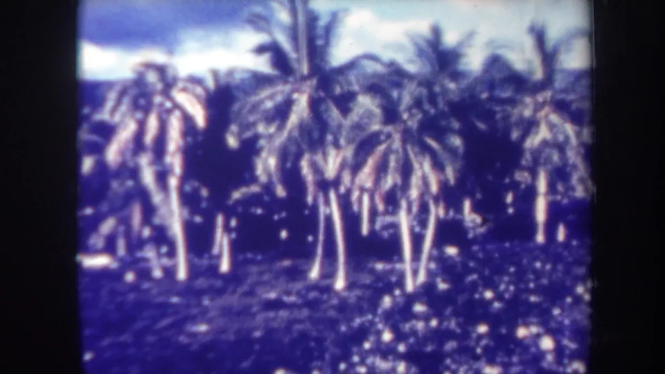 1967 Honolulu frame showing a palm-filled tropical landscape, low planting, clouds, and visible film border wear.