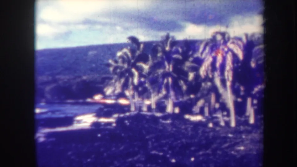 Final 1967 Honolulu frame showing a palm-lined rocky coast, ocean water, distant hillside, cloudy sky, and pronounced aged-film color shift.