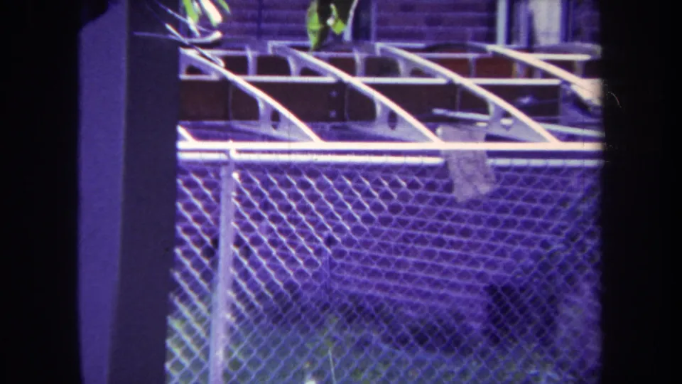 1969 Yucaipa home-movie frame of chain-link mesh, pale rails, garden foliage, and a small flower with purple color shift.