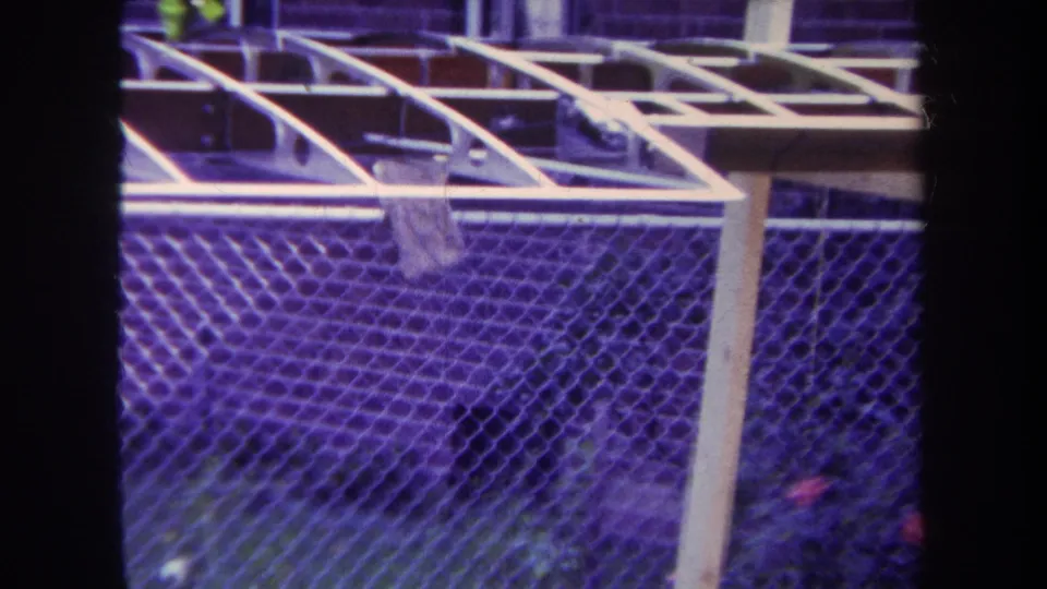 1969 Yucaipa frame with chain-link fencing, pale rail structure, garden greenery, and a small pink flower at lower right.