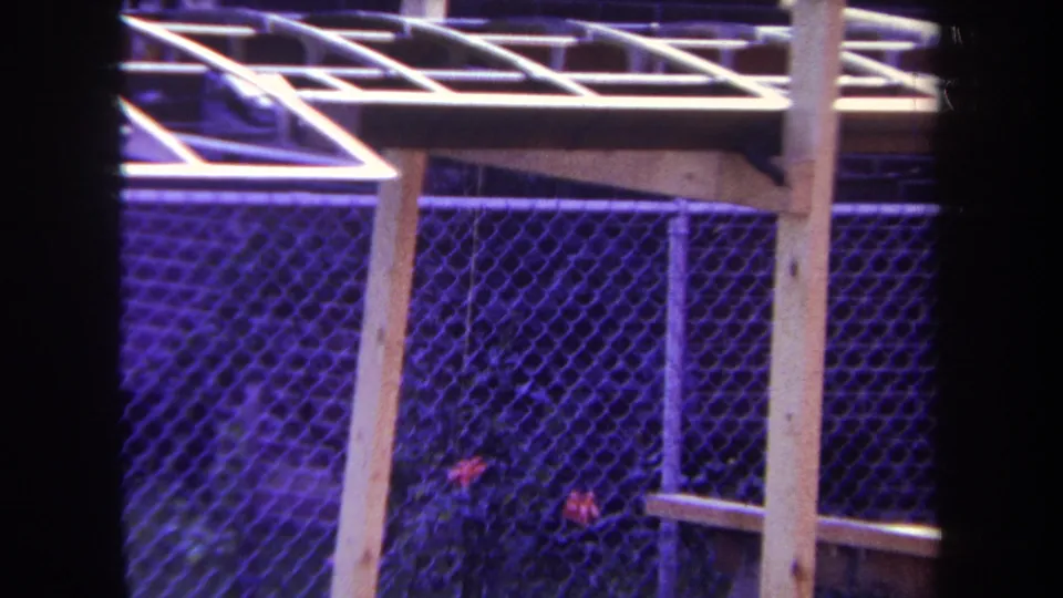1969 Yucaipa frame with pale wooden trellis supports crossing above a chain-link fence and foliage tinted purple by the film image.