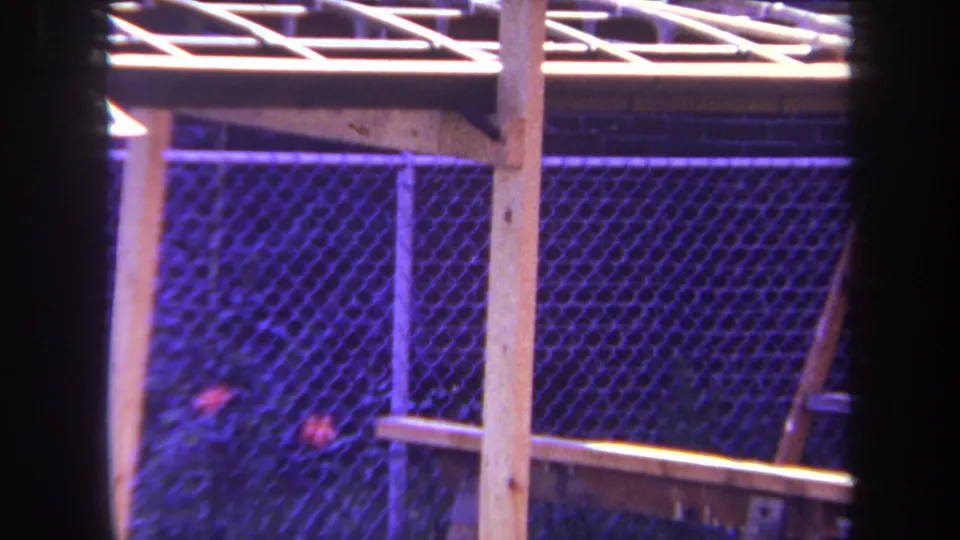 1969 Yucaipa home-movie frame showing a close pass by a trellis post, chain-link fence, shrubs, and red flowers during the camera pan.