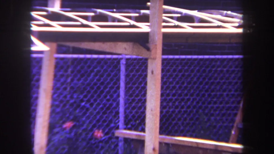 Final 1969 Yucaipa frame showing the trellis structure, chain-link fence, and small red flowers in a purple-shifted backyard shot.
