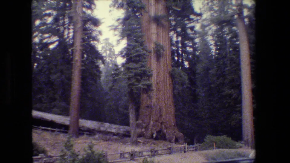 1980s 8mm frame of a protected grove with towering conifers, a massive reddish tree trunk, fencing, and a shaded forest floor.