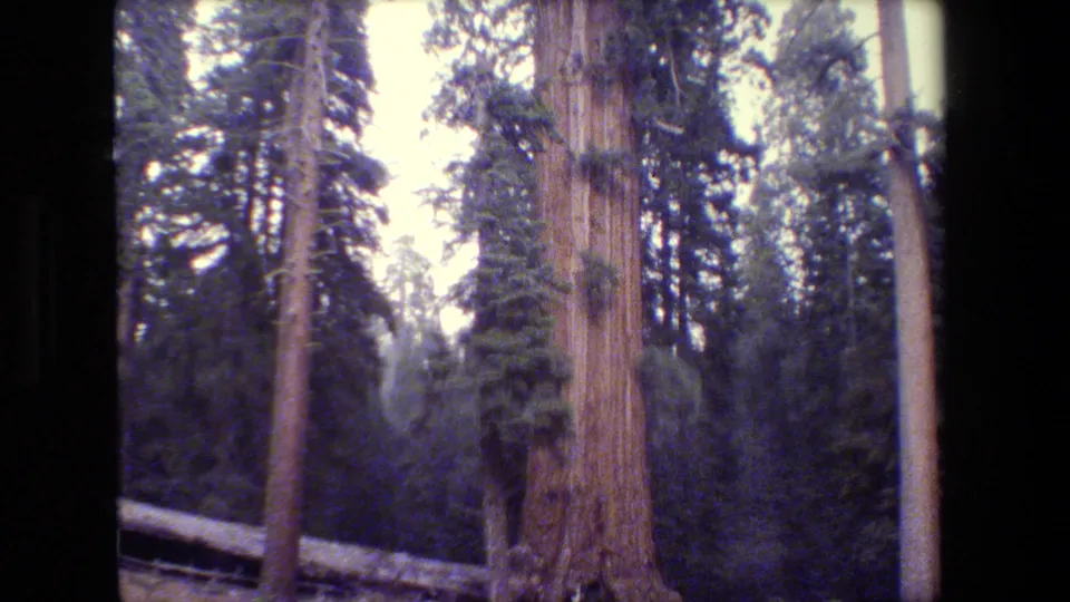 1980s 8mm frame looking up through a protected forest grove, with large trunks, conifers, a fallen log, and soft film grain.