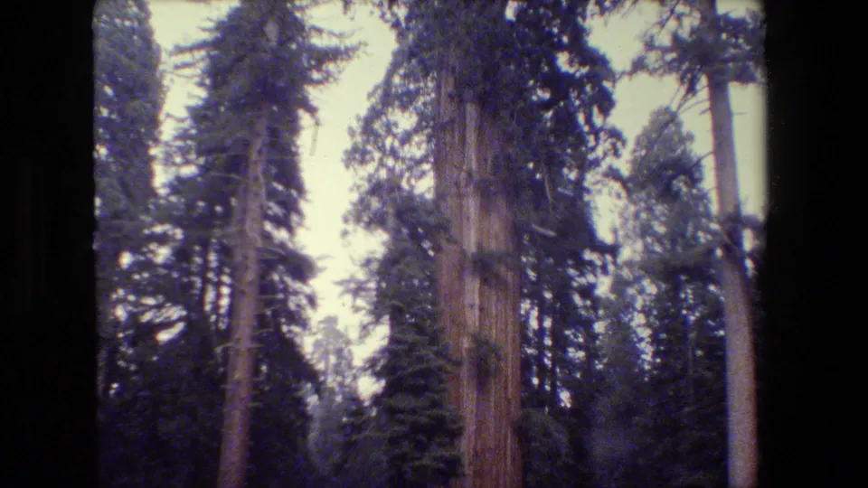 1980s 8mm frame of a massive old-growth-style trunk surrounded by conifers, fencing, and dark forest understory in a California park setting.