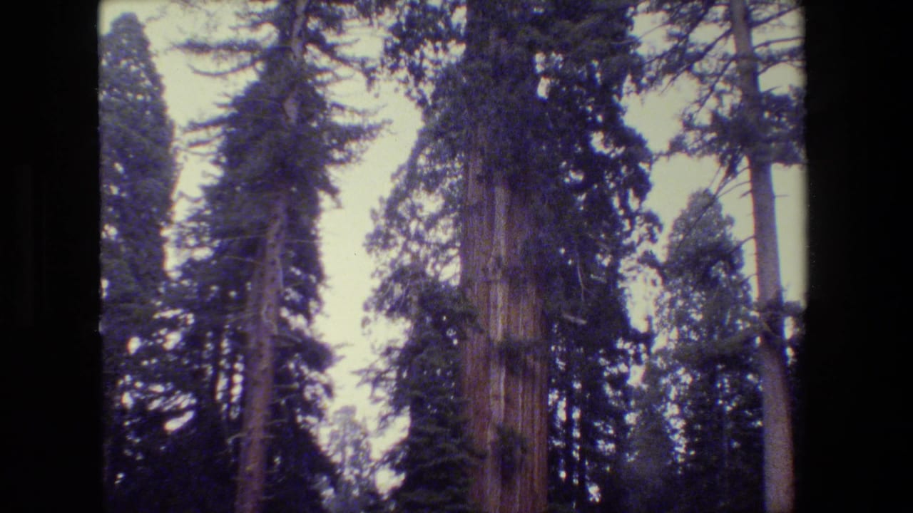 1984 California 8mm frame showing towering redwood trunks and dense evergreen branches from a visitor's upward forest view.