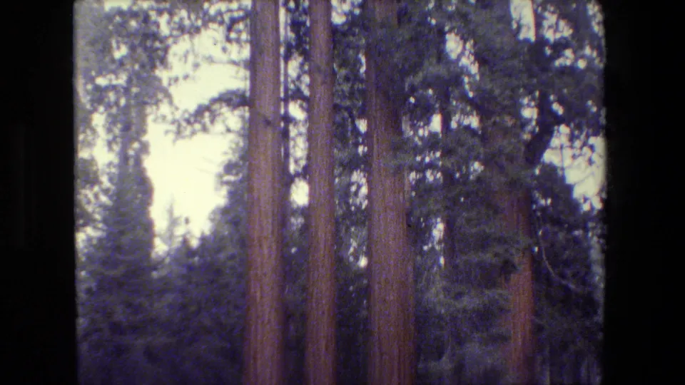 1984 California 8mm frame of closely spaced redwood trunks and dark evergreen foliage, filmed from within the forest.