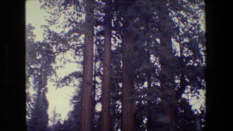1984 California 8mm frame centered on a massive redwood trunk surrounded by darker conifer branches and glimpses of sky.