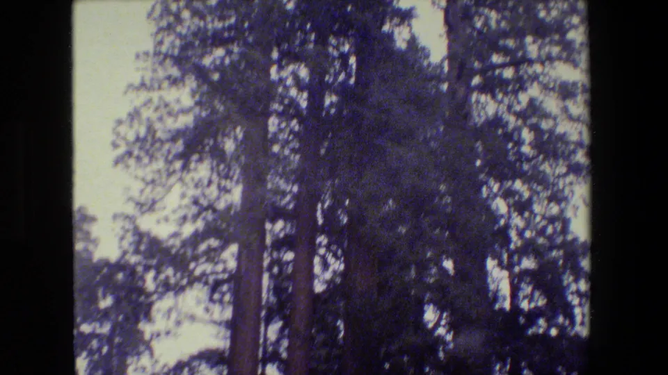 1984 California 8mm frame with tall redwood and conifer silhouettes, soft focus, and bright sky filtering through the canopy.