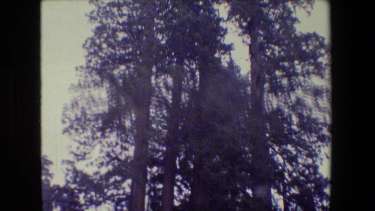 Tall trees silhouetted against a pale sky with soft 8mm color shift.