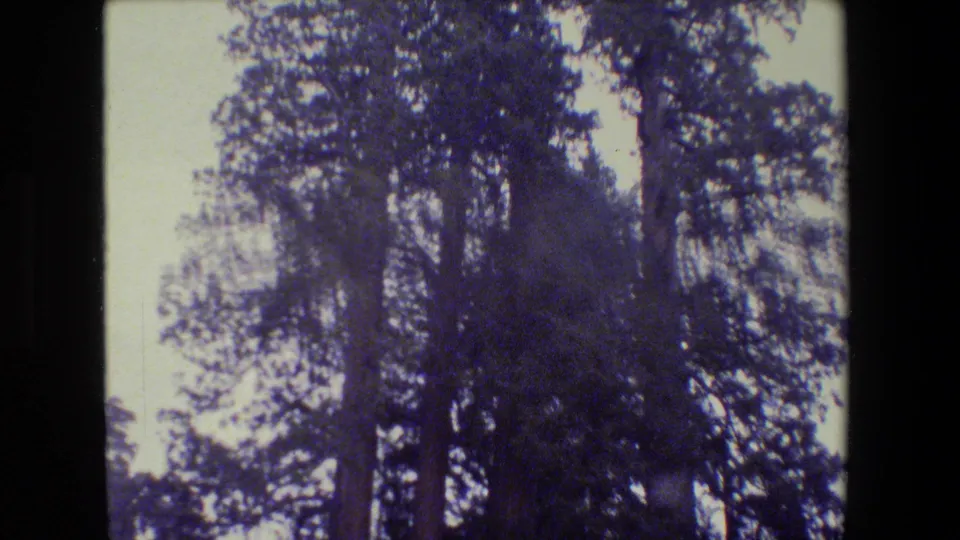 Tall forest trees filmed from below in archival 8mm footage, with purple-blue foliage and a pale sky.
