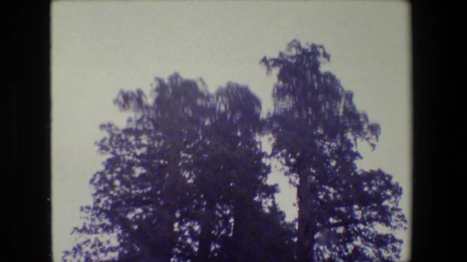 Archival 8mm view of tall trees and upper branches, with shifted color and a pale background sky.