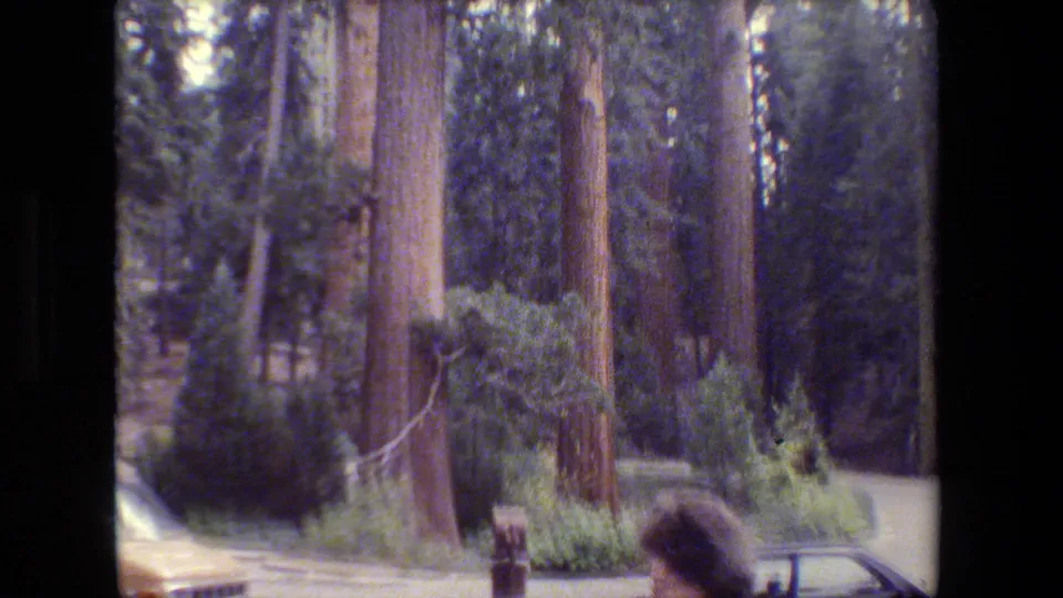 Home-movie view of tall trees and parked cars in a San Francisco-area park, with part of a person entering the lower frame.