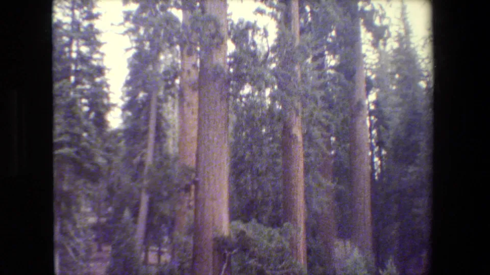 Soft 8mm view of towering trees and dense greenery in a California park setting supported by the clip metadata.