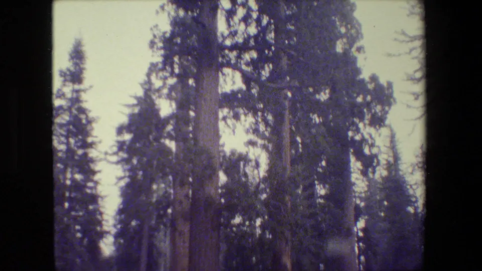 Home-movie frame looking up at massive tree trunks and high branches during a 1984 California park visit.