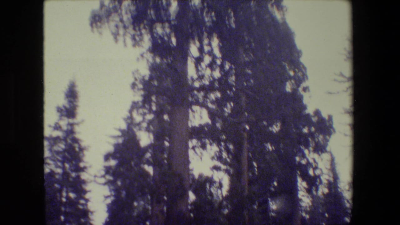 1984 San Francisco-area 8mm frame showing tall mature conifers rising into a pale sky, with soft focus and dark film edges.