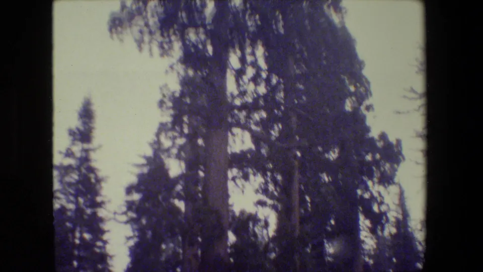 1984 San Francisco-area 8mm frame showing tall mature conifers rising into a pale sky, with soft focus and dark film edges.