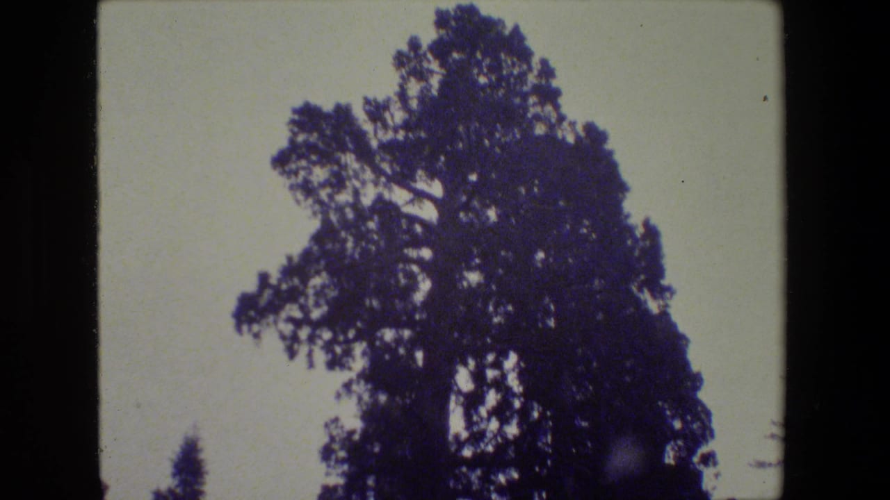 Large conifer canopy silhouetted against pale sky within an 8mm film frame.